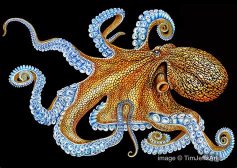 Octopus Skin 2025